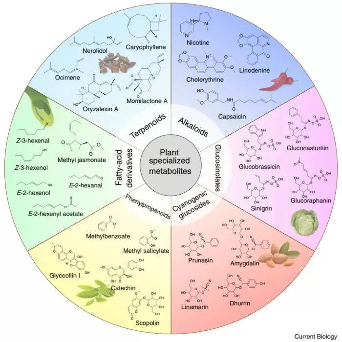 Figure 1. Categories of Plant Specialized Metabolites [1]